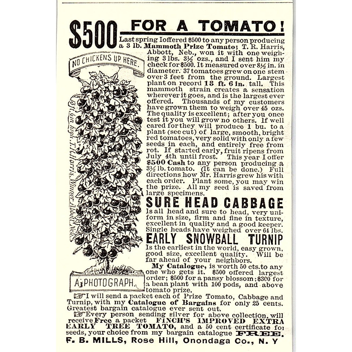 Finch's Improved Extra Early Tree Tomato F.B. Mills Rose Hill NY 1892 Ad AG2-M10