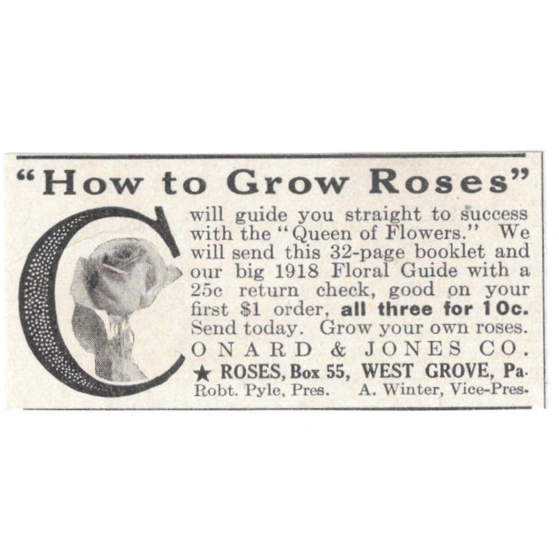 Grow Roses Robert Pyle A. Winter West Grove PA 1918 Magazine Ad AF1-SS3