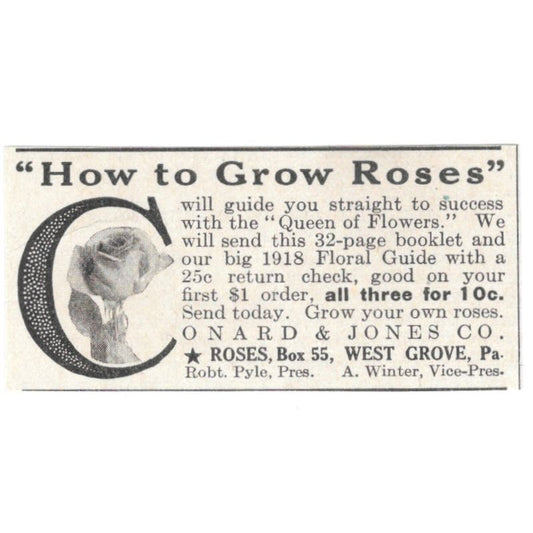 Grow Roses Robert Pyle A. Winter West Grove PA 1918 Magazine Ad AF1-SS3