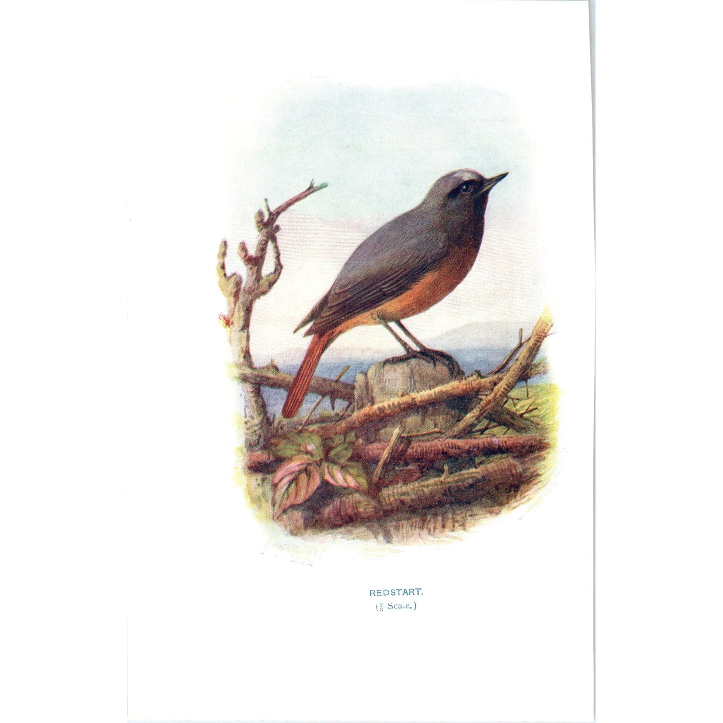 Redstart Bird 1903 Original Color Engraving Plate Print AD8-B2
