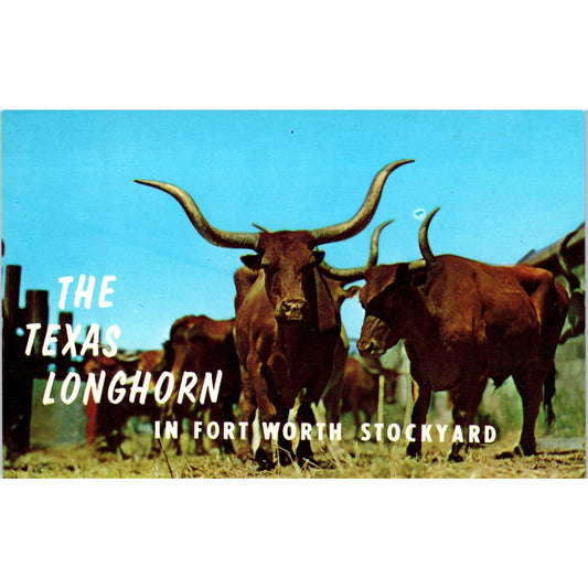 The Texas Longhorn in Fort Worth Stockyard Vintage Postcard PE4
