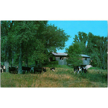 Old Covered Bridge in North Ferrisburg Addison County VT Vintage Postcard PD2