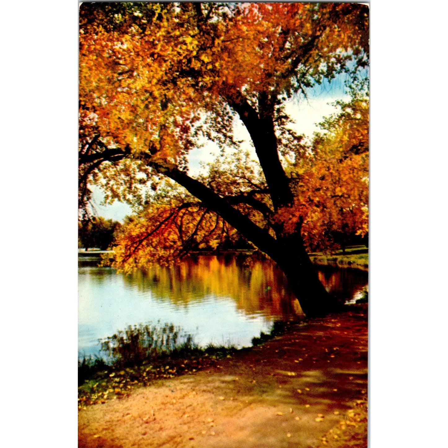 Autumn Color Lagoon at Encanto Park Phoenix AZ Vintage Postcard PE3