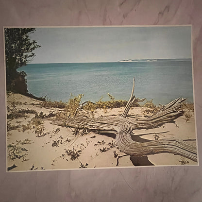 Large Driftwood New England Beach View 12x16" Art Print FL1