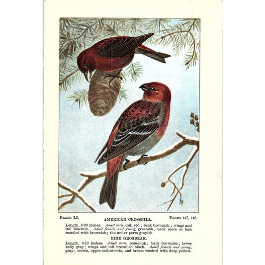 American Crossbill, Pine Grosbeak Birds 1901 Original Engraving Plate AF3-11