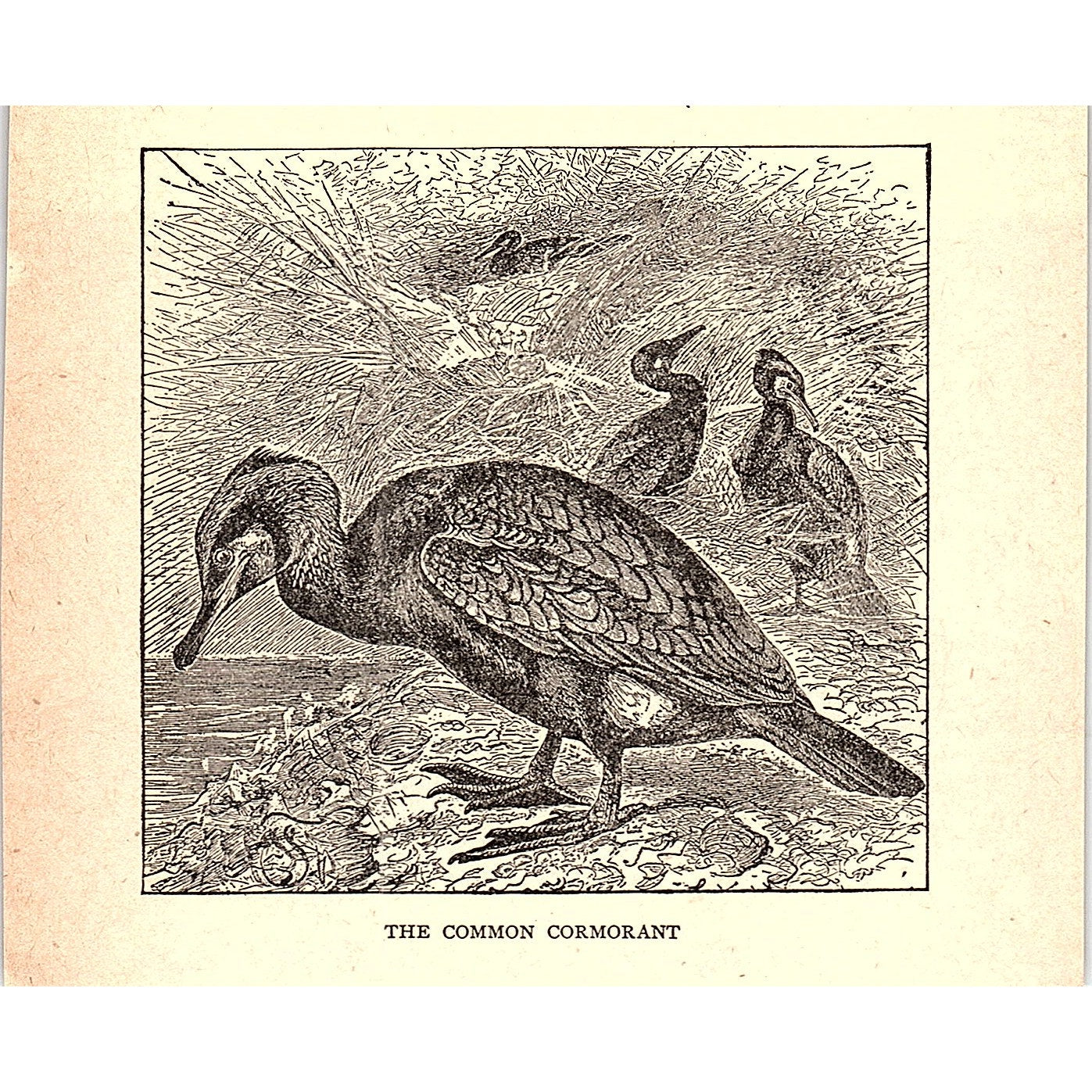 The Common Cormorant 1902 Engraving Plate AF4-H1