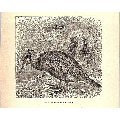 The Common Cormorant 1902 Engraving Plate AF4-H1