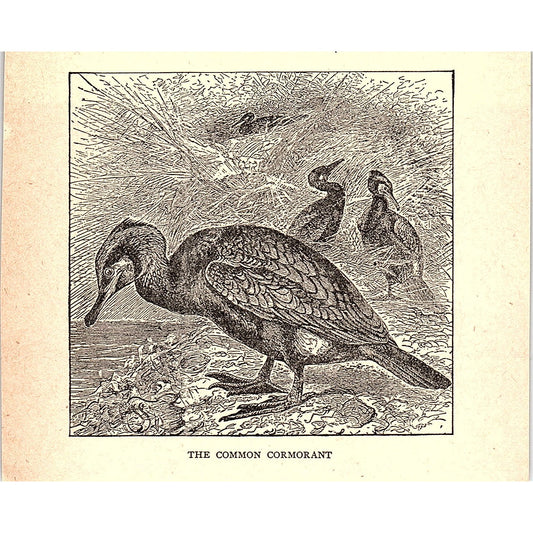 The Common Cormorant 1902 Engraving Plate AF4-H1