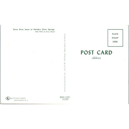 Down River Scene at Florida's Silver Springs Vintage Postcard AB9