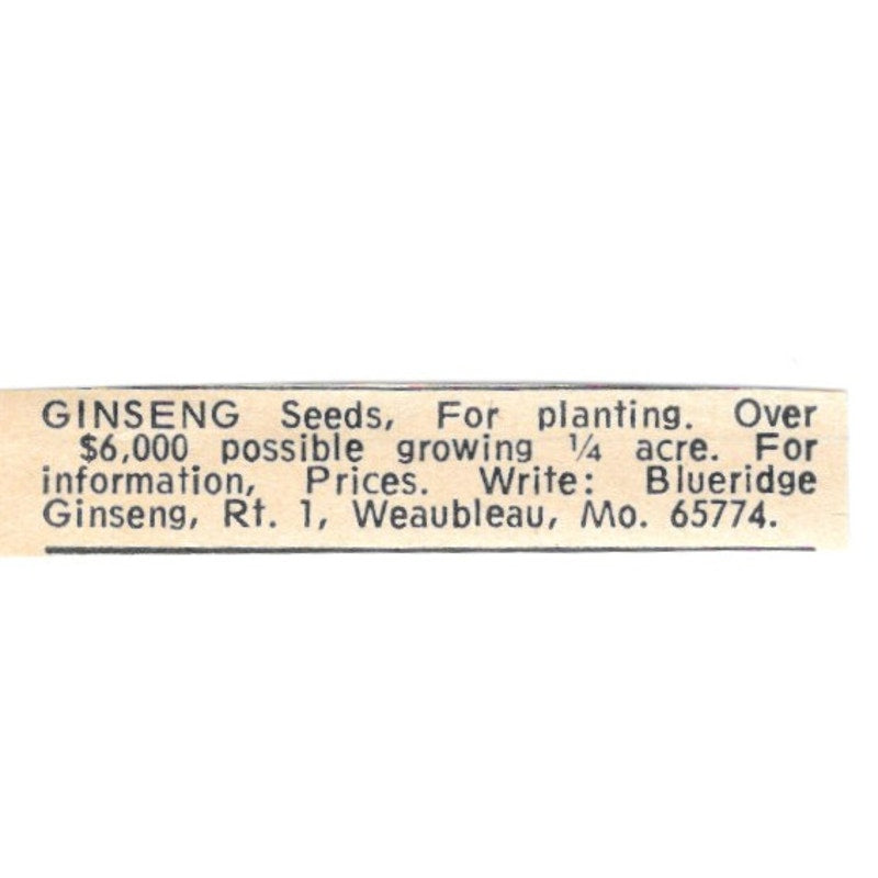 Blueridge Ginseng Weaubleau Missouri 1977 Ad AF6-S8