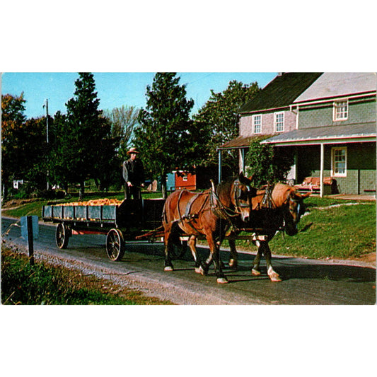 Amish Youth Harvesting Corn Pennsylvania Dutch Country Vintage Postcard PD5