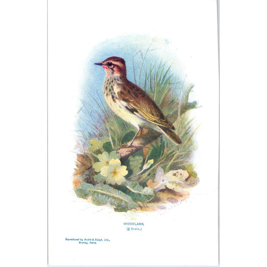 Woodlark Bird 1903 Original Color Engraving Plate Print AD8-B4