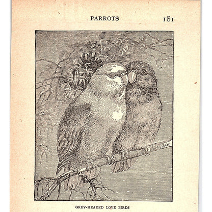 Grey-Headed Love Birds 1902 Engraving Plate AF4-H2