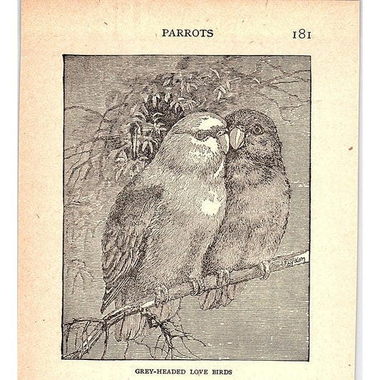 Grey-Headed Love Birds 1902 Engraving Plate AF4-H2