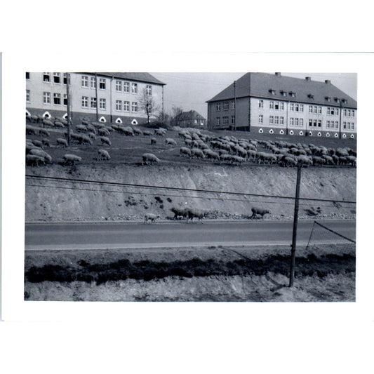 Herd of Sheep Bohnitzsch Artillery Barracks Postwar Germany c1954 Photo AF1-AP2