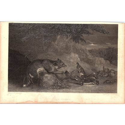 False Preferences Fox & Rabbits W.H. Beard Antique 1800s Engraving Print 6x9 V12