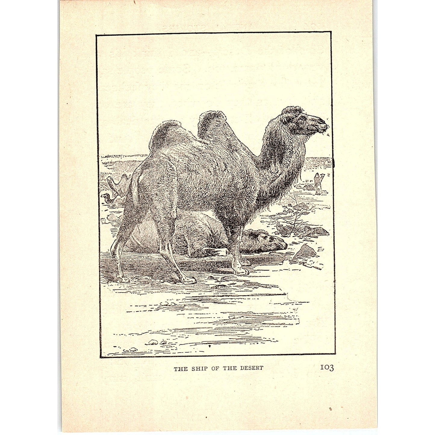 Camel - The Ship of the Desert 1902 Engraving Plate AF4-H3