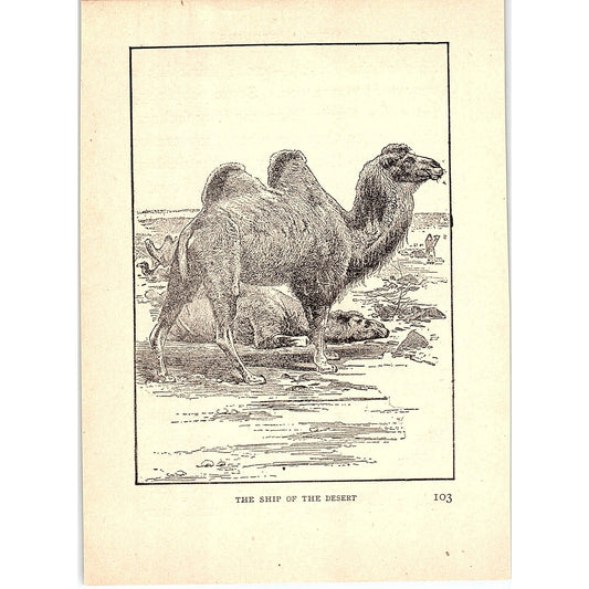 Camel - The Ship of the Desert 1902 Engraving Plate AF4-H3
