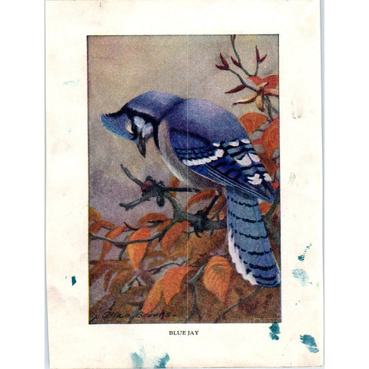 Blue Jay 4.5x.6.25" Allan Brooks 1934 Bird Book Painting Print AF1-BB