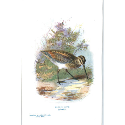 Common Snipe Bird 1903 Original Color Engraving Plate Print AD8-B4