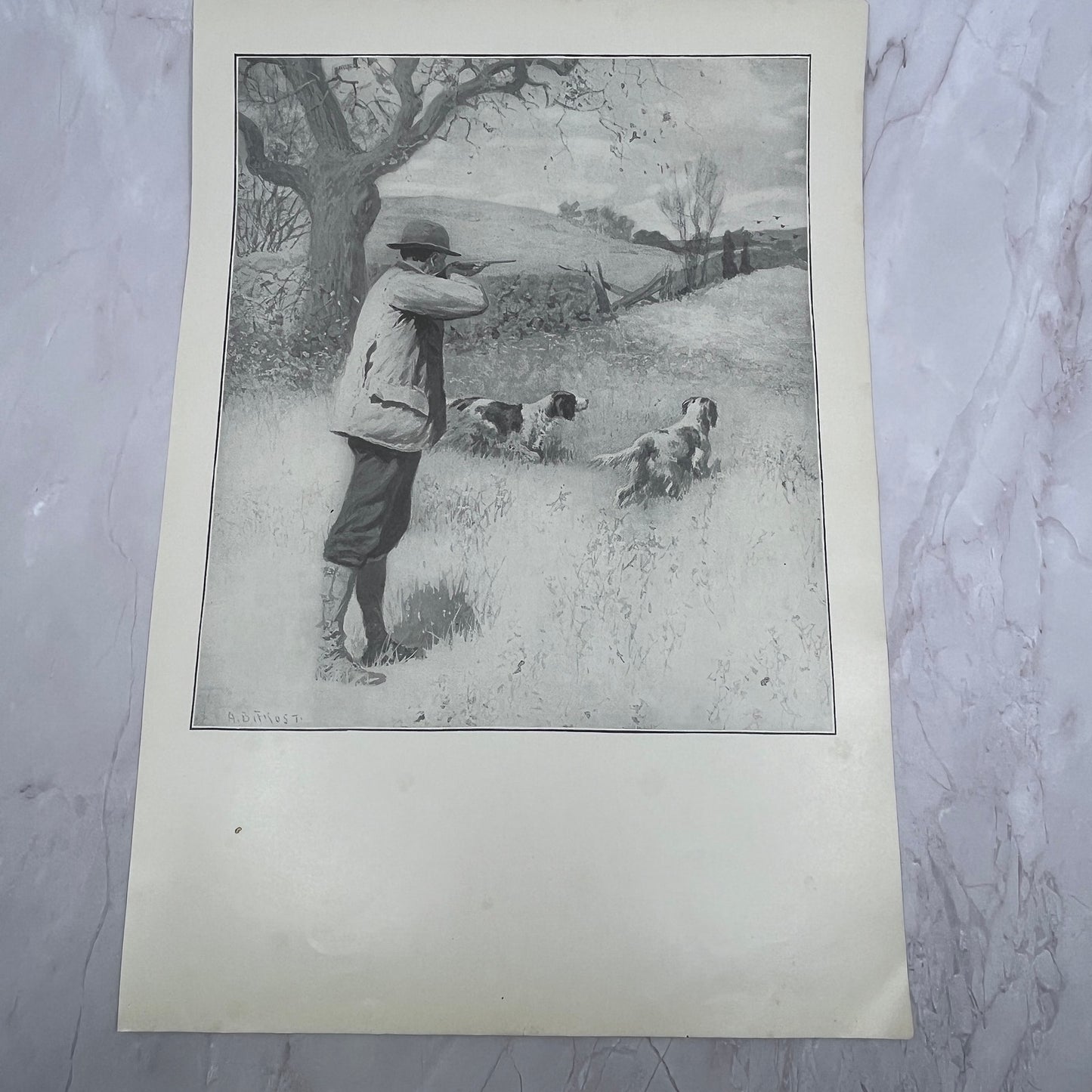 On The Wing Bird Hunting Dogs - Original 1904 A.B. Frost Art Print V14-3