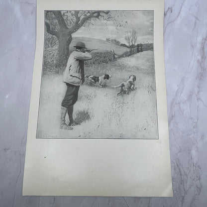 On The Wing Bird Hunting Dogs - Original 1904 A.B. Frost Art Print V14-3