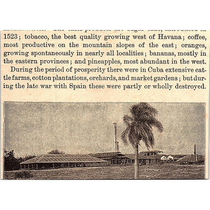 A Garden in Ponce Puerto Rico 3x4" 1901 Engraving AF6-M11