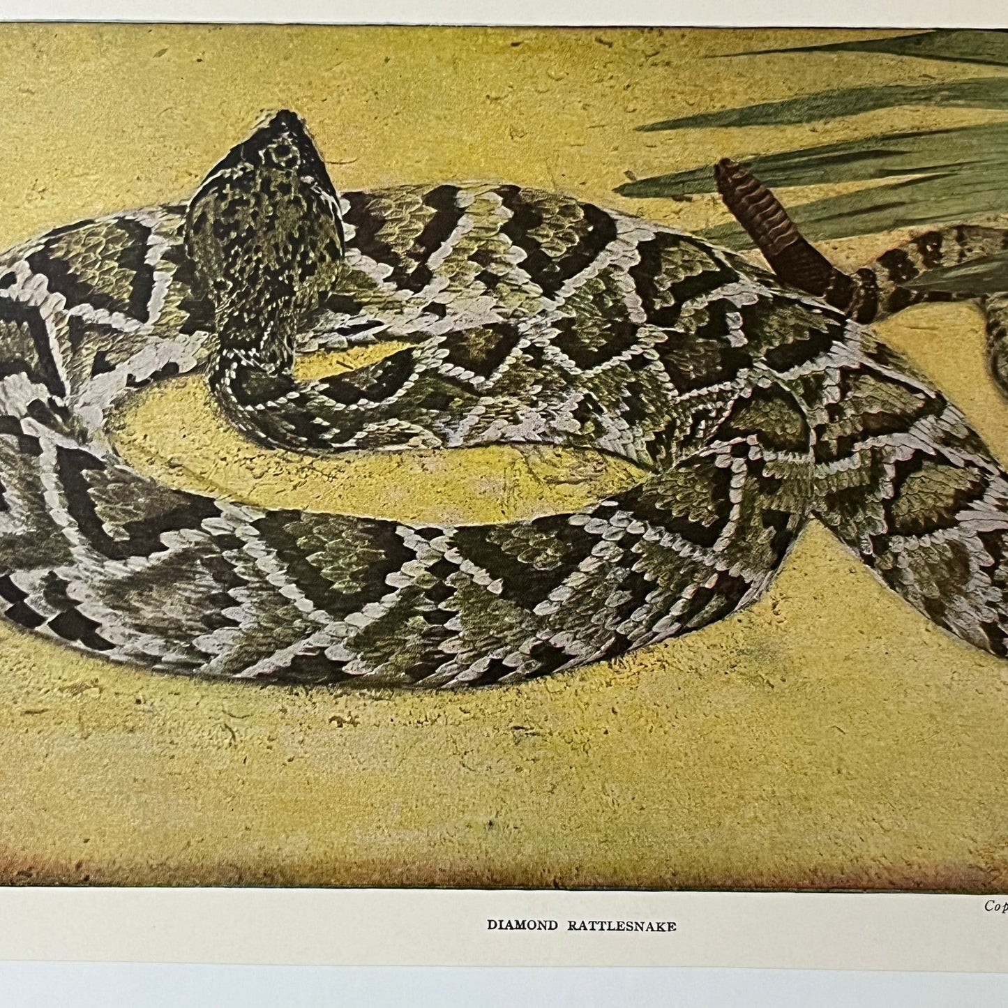 1907 Diamond Rattlesnake Doubleday, Page & Co Color 6x9 Art Print V2