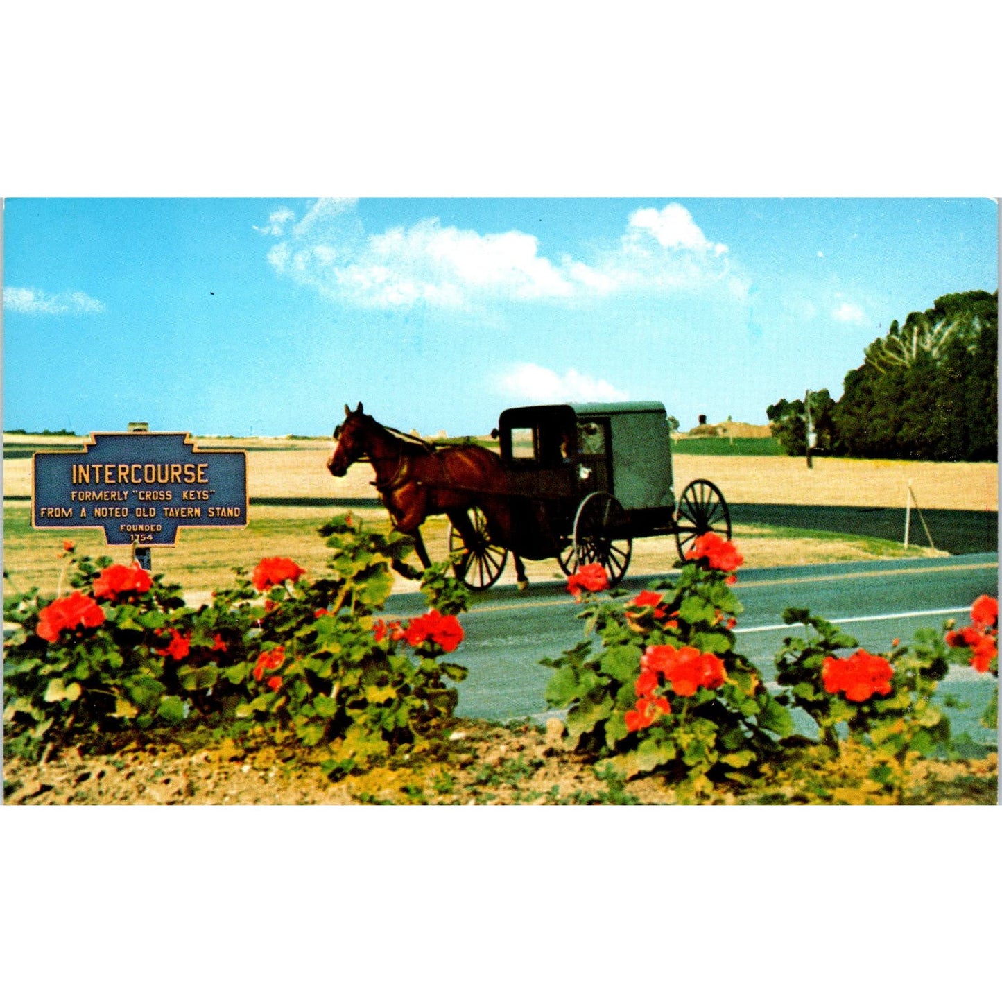 Amish Family Carriage Horse Buggy Pennsylvania Dutch Country Postcard PD8