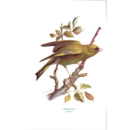 Greenfinch Bird 1903 Original Color Engraving Plate Print AD8-B2