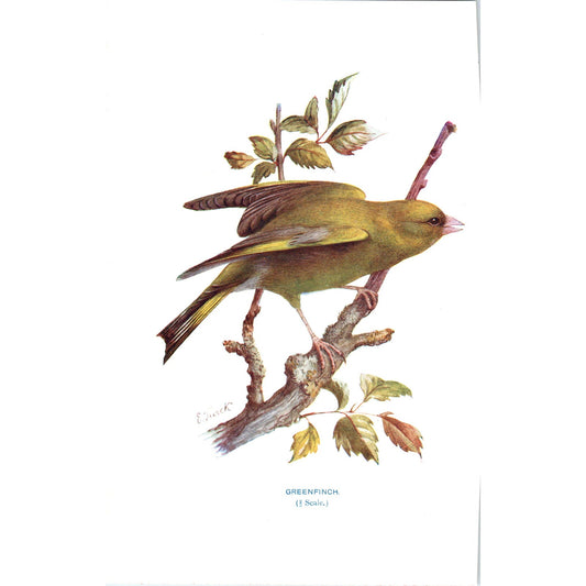 Greenfinch Bird 1903 Original Color Engraving Plate Print AD8-B2