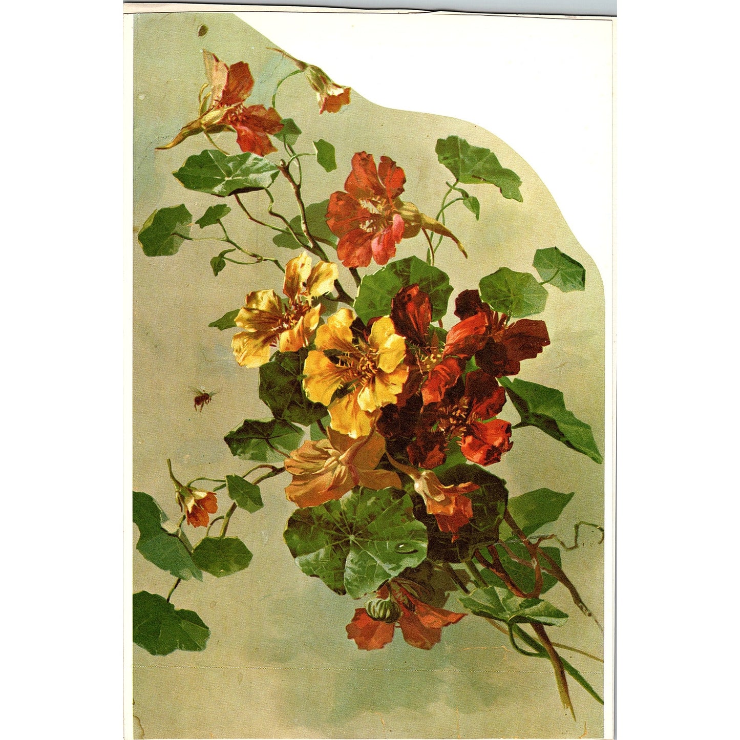 Antique Print - Nasturtiums Floral Art Print 7x10 V6