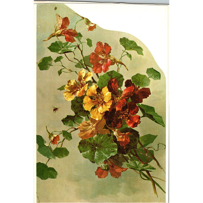 Antique Print - Nasturtiums Floral Art Print 7x10 V6