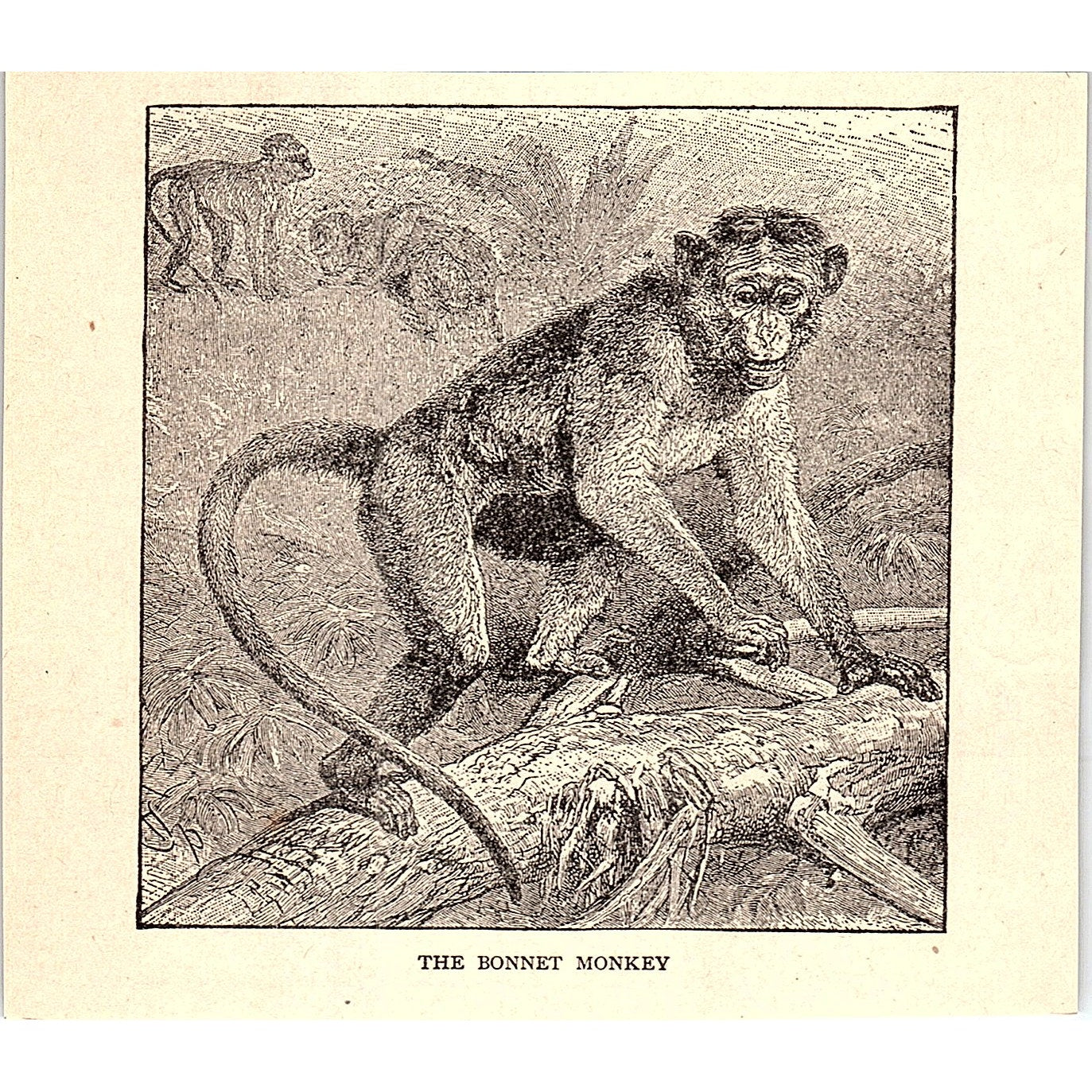 The Bonnet Monkey 1902 Engraving Plate AF4-H1