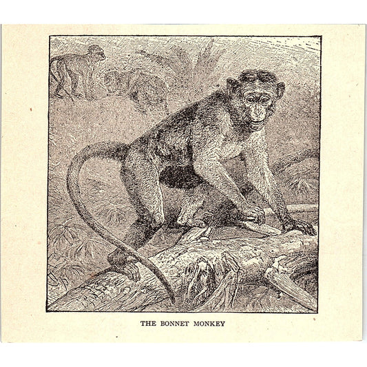 The Bonnet Monkey 1902 Engraving Plate AF4-H1