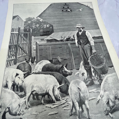 Pigs - Farmer Feeding Pigs - Original 1904 A.B. Frost Art Print V14-3