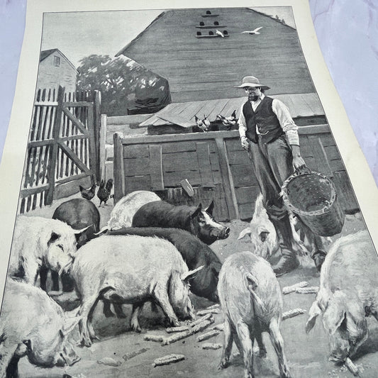 Pigs - Farmer Feeding Pigs - Original 1904 A.B. Frost Art Print V14-3