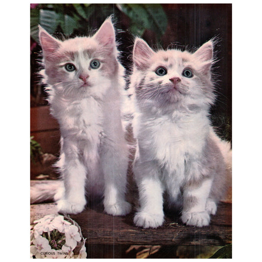 Retro Kitsch Portrait of Two Kittens - Curious Twins Art Print 7x9 D25