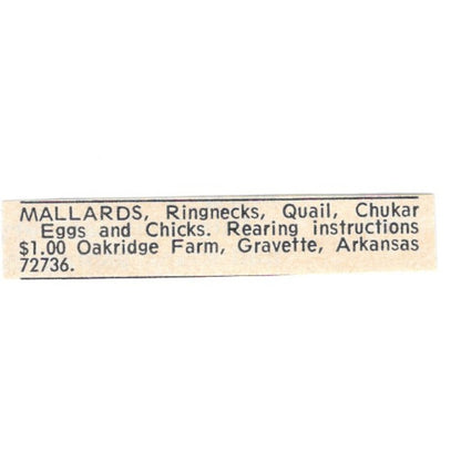 Oakridge Farm Mallards Gravette Arkansas 1977 Ad AF6-S9