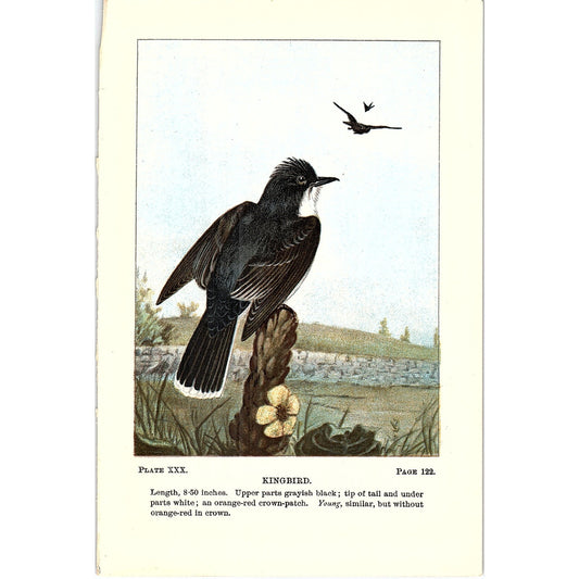 Kingbird Bird 1901 Original Color Engraving Plate AF3-11