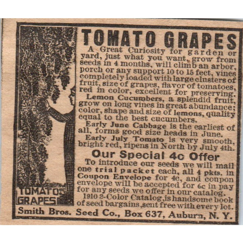Tomato Grapes Smith Bros Seed Co Auburn NY 1910 Magazine Ad AF1-CM2