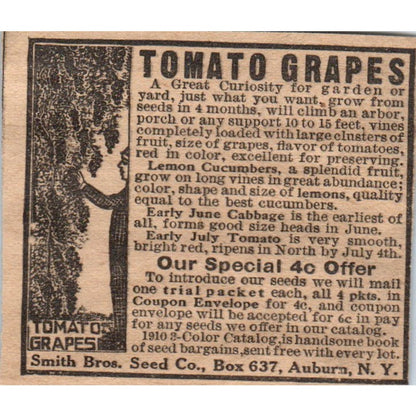Tomato Grapes Smith Bros Seed Co Auburn NY 1910 Magazine Ad AF1-CM2