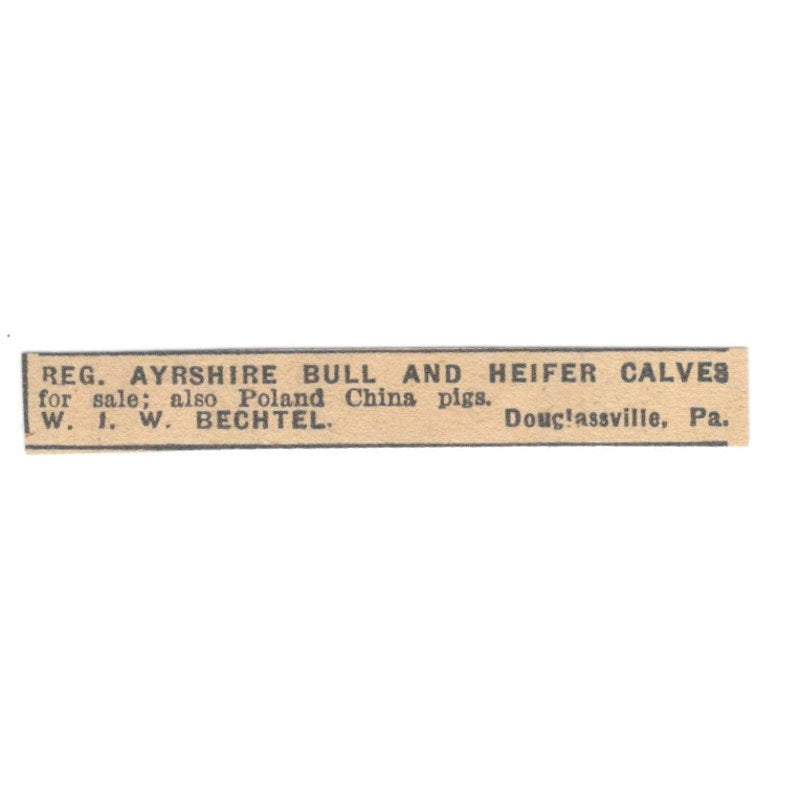 W.I.W. Bechtel Ayrshire Bull & Heifer Calves Douglassville PA 1922 Ad AF2-T3
