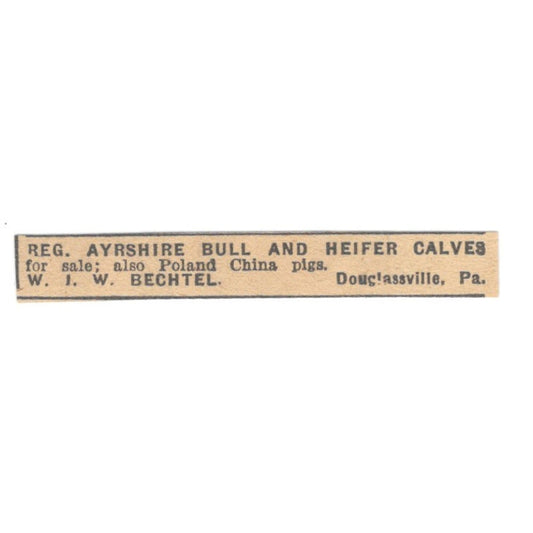 W.I.W. Bechtel Ayrshire Bull & Heifer Calves Douglassville PA 1922 Ad AF2-T3