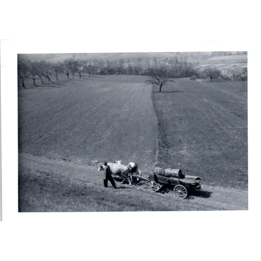 Oxen Pulling Honey Wagon Postwar Germany c1954 Army Photo AF1-AP5