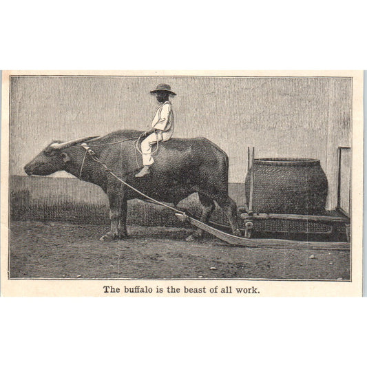 Buffalo Work Animal Hauling Sled 1901 Engraving AF2-P4