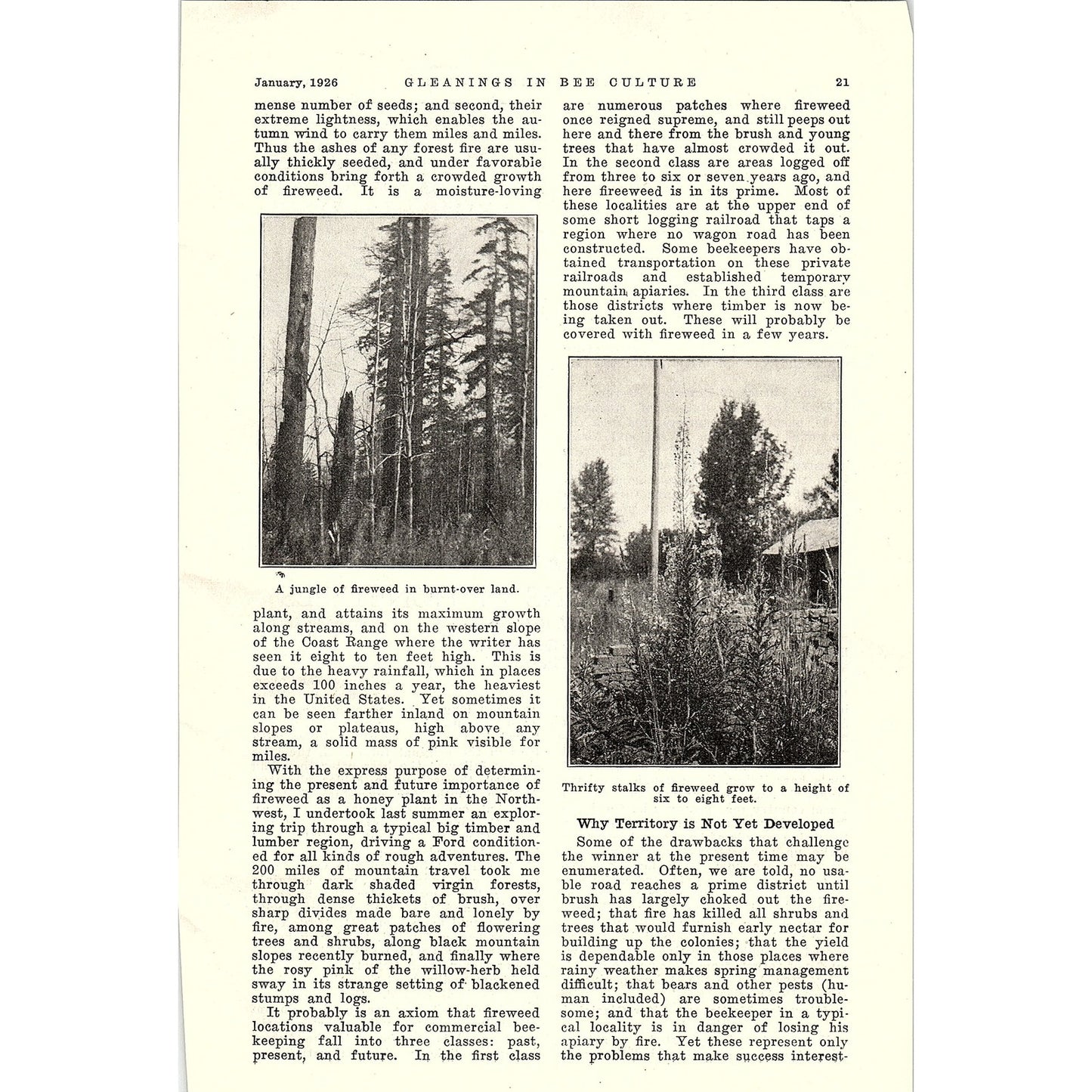 Fireweed in the Northwest W.L. Arant 3 Page Beekeeping Article 1926 AG3-9