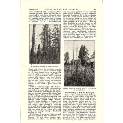 Fireweed in the Northwest W.L. Arant 3 Page Beekeeping Article 1926 AG3-9