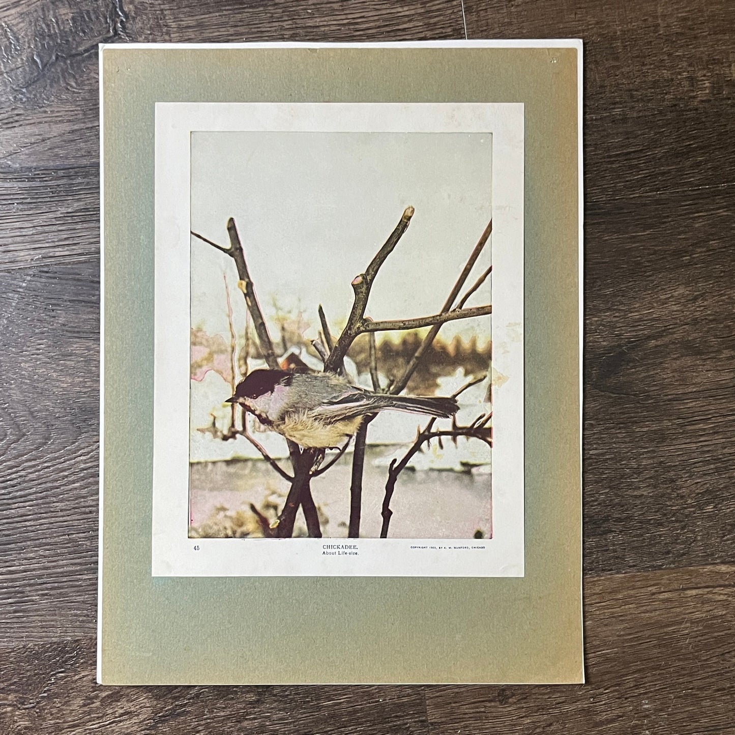 c1900 Original Chickadee Life-Size Audubon Print A.W. Mumford 9x12 Art Print V2