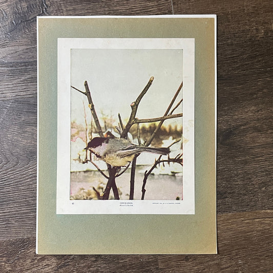 c1900 Original Chickadee Life-Size Audubon Print A.W. Mumford 9x12 Art Print V2